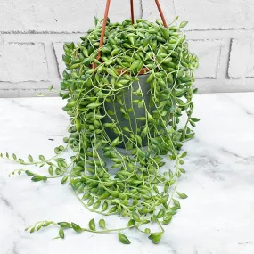 15 - 25cm Senecio Herreianus 12cm Hanging Pot House Plant