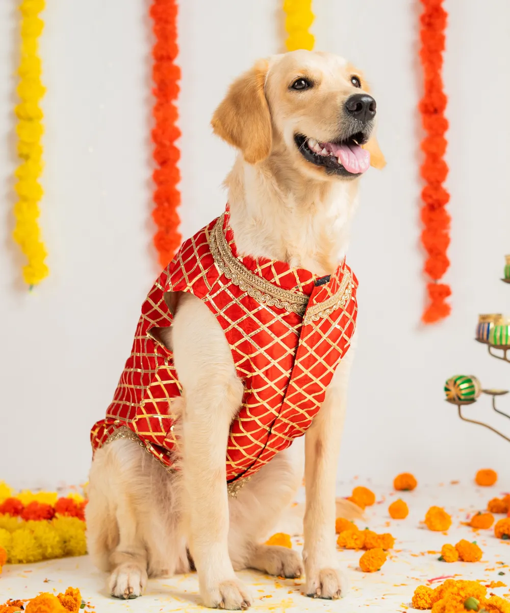 Dog Sherwani Red