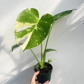 Thai Constellation Monstera - Rare Monstera - 4 Inch